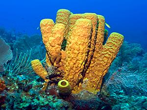 Tube corals, lagoon and reef