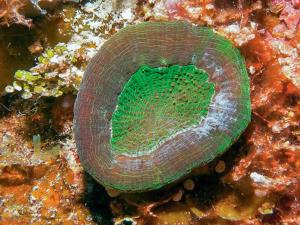 Artichoke Corals, lagoon and reef