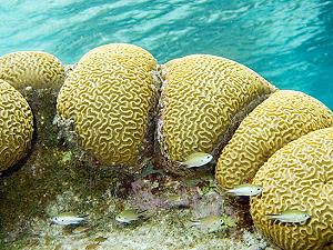 Brain corals, lagoon and reef