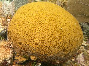 Brain coral, lagoon and reef