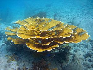 Elkhorn coral, lagoon and reef