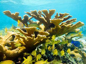 Elkhorn corals, lagoon and reef