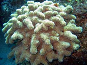 Finger Coral, lagoon and reef