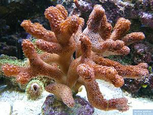 Finger Corals, lagoon and reef