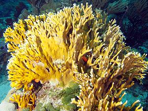 Fire coral, lagoon and reef