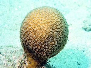 Golfball Coral, lagoon and reef