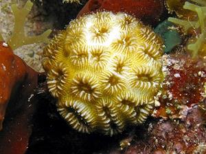 Golfball Corals, lagoon and reef