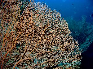 Gorgone coral, lagoon and reef