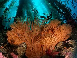 Gorgone corals, lagoon and reef