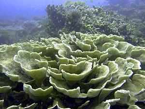 Lettuce Coral, lagoon and reef