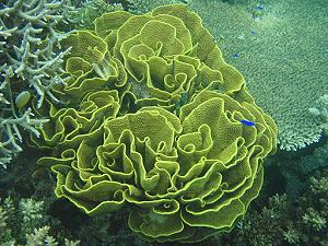 Lettuce Coral, lagoon and reef