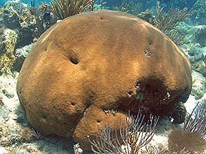 Massive starlet coral, lagoon and reef