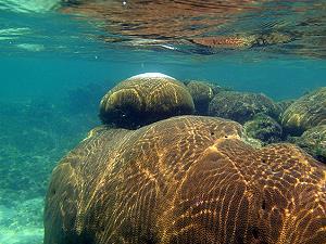 Massive starlet corals, lagoon and reef