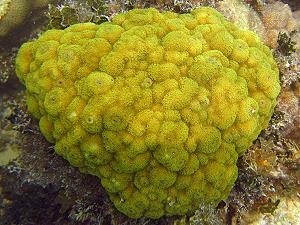 Mustard hill coral, lagoon and reef