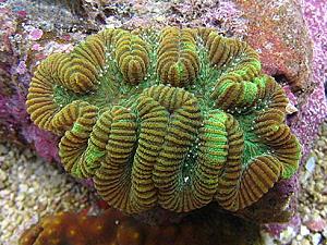 Rose coral, lagoon and reef