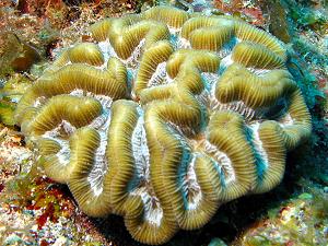 Rose corals, lagoon and reef