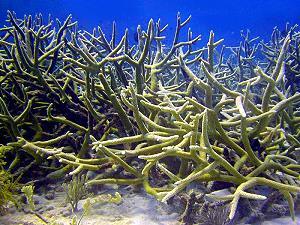 Staghorn Corals, lagoon and reef