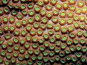 Star corals, lagoon and reef