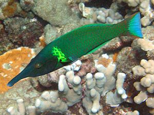 Bird wrasse