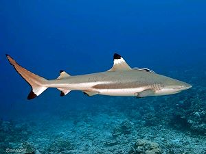 Blacktip reef shark