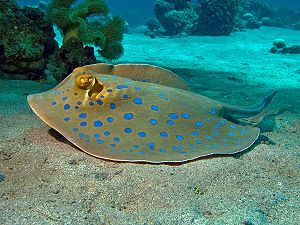 Bluespotted ribbontail ray