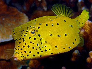 Yellow boxfish, Cube trunkfish