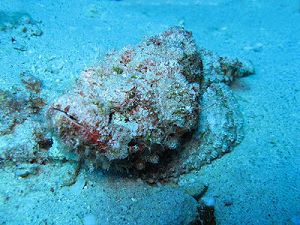 Stonefish