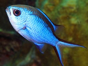 Chromis or Puller