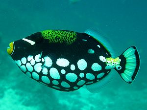 Clown triggerfish