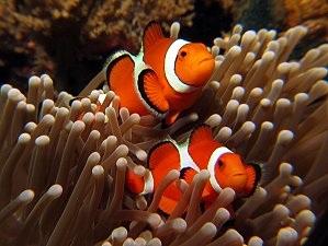 Clown fish