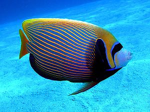 Emperor angelfish