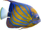 lagoon fish