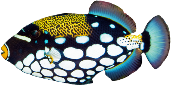 lagoon fish