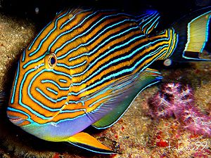 Lined surgeonfish