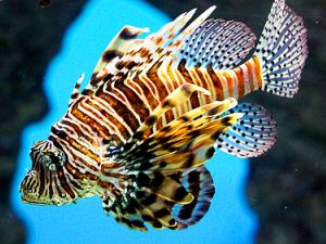 Lionfish