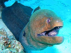 Moray fish