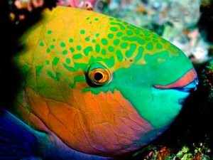 Parrot fish