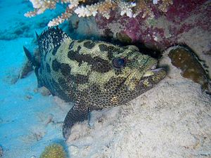 Grouper or Rockcod