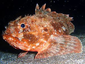 Scorpionfish