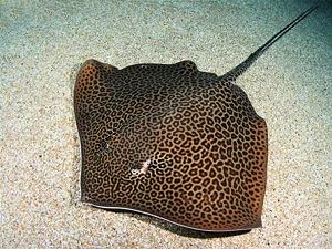 Spotted eagle ray