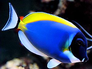 Powderblue surgeonfish