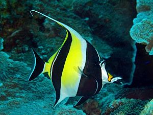 Threadfin butterflyfish