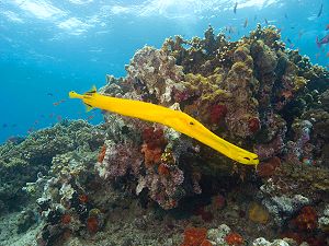 Chinese trumpetfish