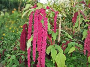 Amaranth or Fox Tail