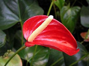 Anthurium or Tongue of Fire