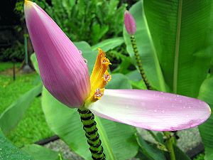 Banana flower