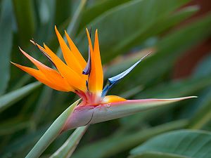 Bird of Paradise