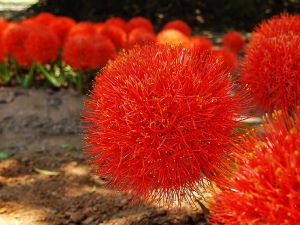 Blood Lily