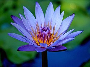 Blue Lotus