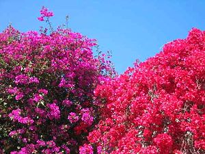 Bougainvillea